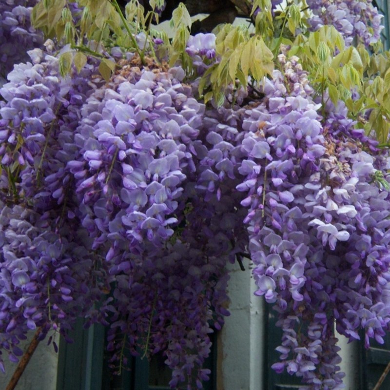 Price: €3 - Graines de Glycine de Chine bleue - Seeds Gallery