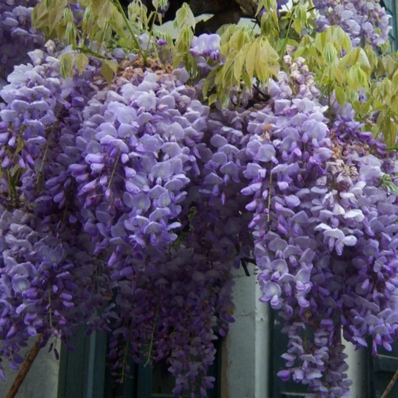 Semillas de Glicinas o Glicinias (Wisteria sinensis)