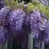 Semi di Wisteria (Wisteria sinensis)