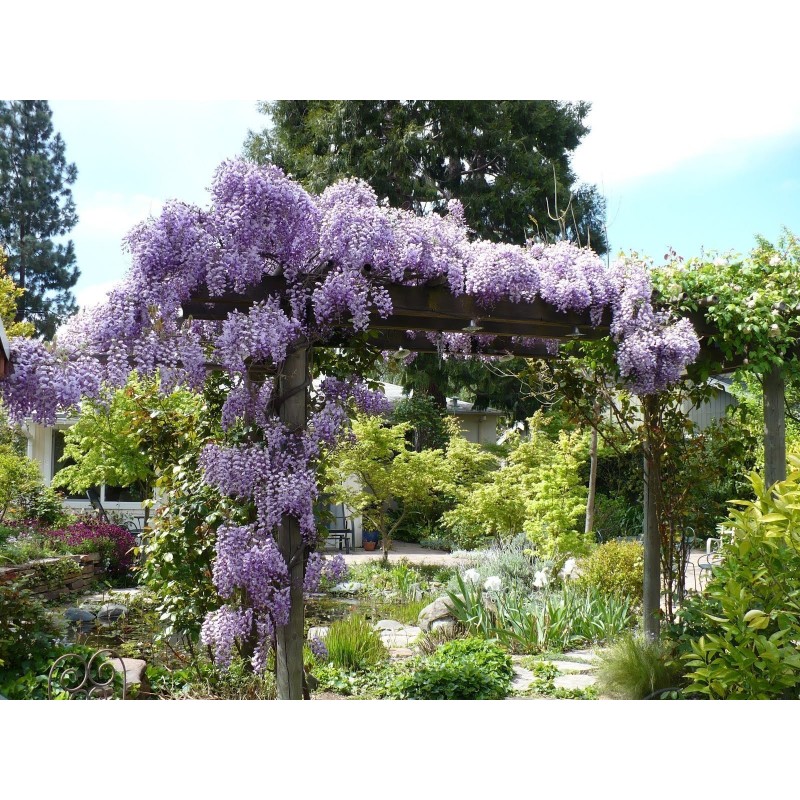 Price: €3 - Graines de Glycine de Chine bleue - Seeds Gallery