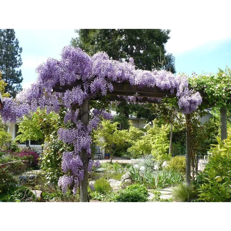 Wisteria - Visterija Seme (Wisteria sinensis)