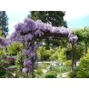 Price: €3 - Graines de Glycine de Chine bleue - Seeds Gallery