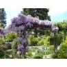 Semillas de Glicinas o Glicinias (Wisteria sinensis)