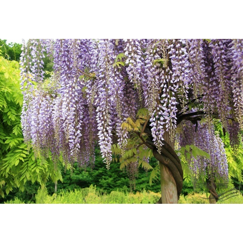 Spóroi Glytsínia (Wisteria Sinensis)