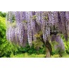 Price: €3 - Graines de Glycine de Chine bleue - Seeds Gallery