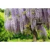 Semi di Wisteria (Wisteria sinensis)