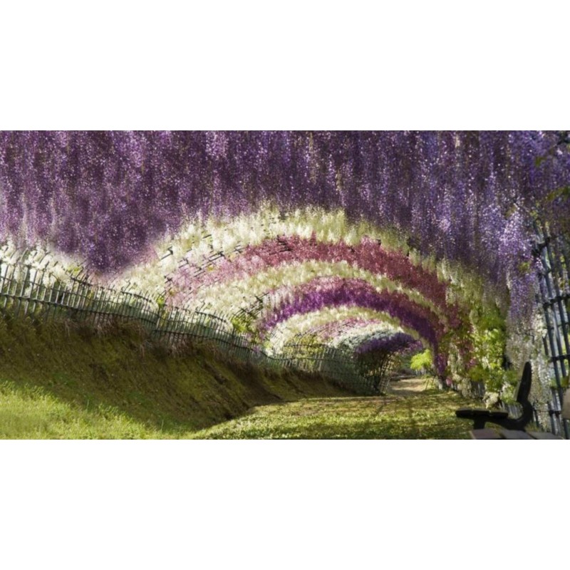 Spóroi Glytsínia (Wisteria Sinensis)