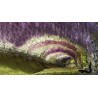 Price: €3 - Graines de Glycine de Chine bleue - Seeds Gallery