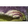 Semi di Wisteria (Wisteria sinensis)