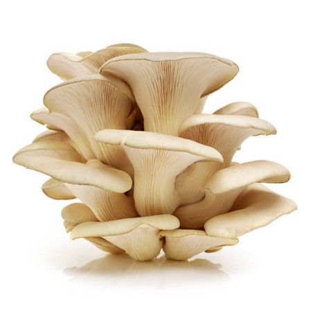 White Oyster Mushroom Mycelium Spores Seeds (Pleurotus cornucopiae)