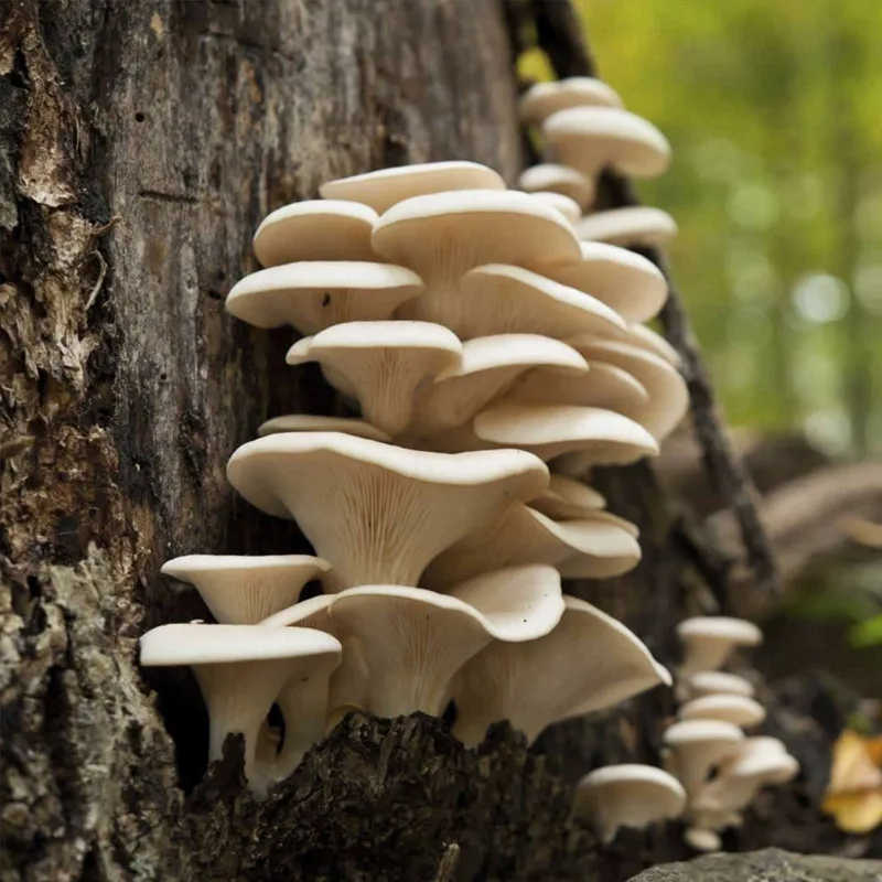 White Oyster Mushroom Mycelium Spores Seeds (Pleurotus cornucopiae)