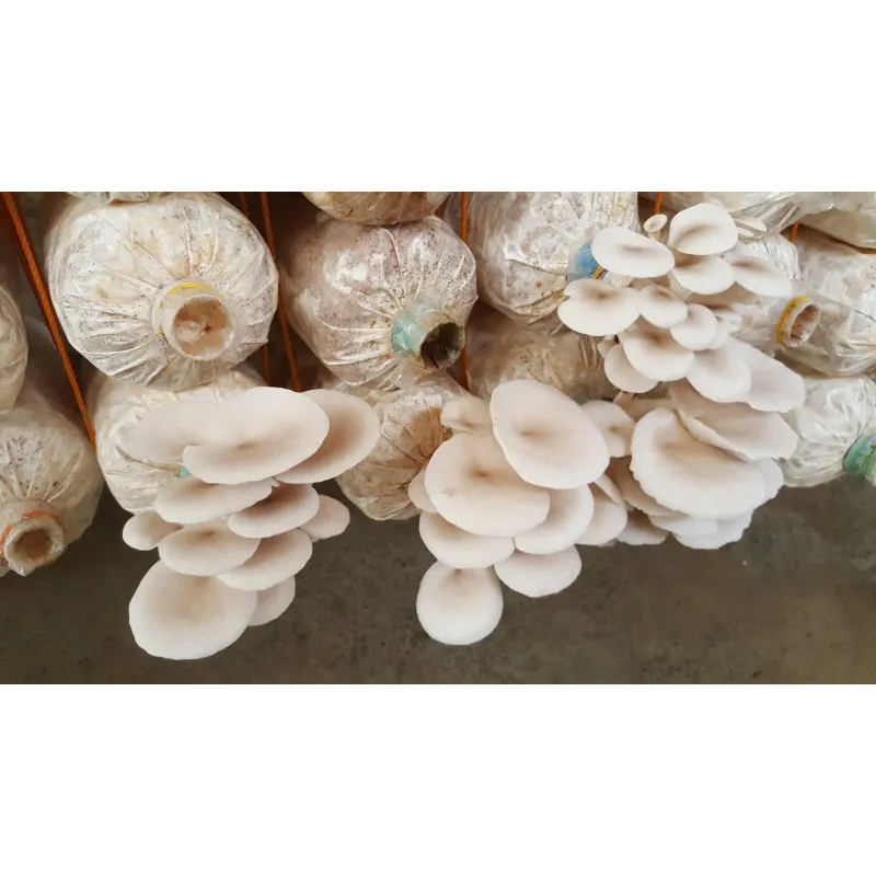 White Oyster Mushroom Mycelium Spores Seeds (Pleurotus cornucopiae)