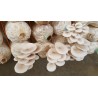 White Oyster Mushroom Mycelium Spores Seeds (Pleurotus cornucopiae)