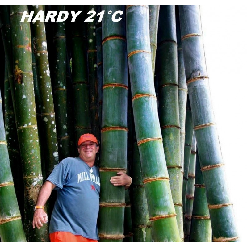 Sementes De Bambu Mosso