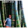 Price: €2.15 - Graines de Bambou Moso (Phyllostachys pubescens) - 