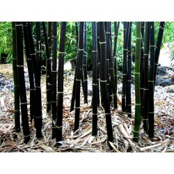 20 x graines de bambou phyllostachys nigra Bambou Noir..