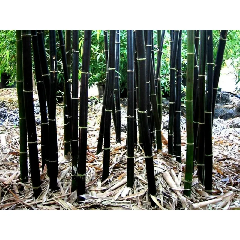 Seltene Samen des Schwarzen Bambus (Phyllostachys nigra)