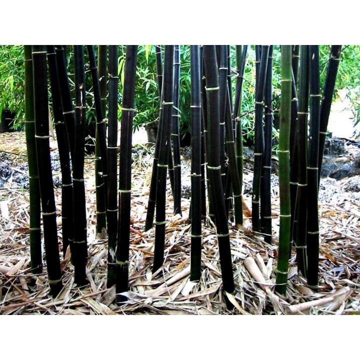 Rzadkie nasiona czarnego bambusa (Phyllostachys nigra) - 228.714671