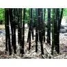 Seltene Samen des Schwarzen Bambus (Phyllostachys nigra)