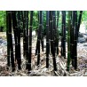 Semi di bambù nero raro (Phyllostachys nigra)