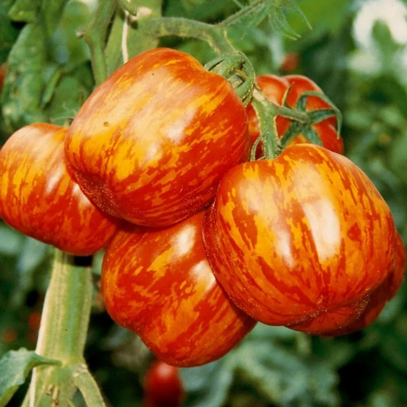 Graines de tomate Striped Stuffer