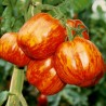 Price: €1.75 - Semillas de tomate Striped Stuffer - Seeds Gallery