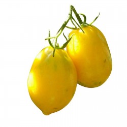 Graines de tomate - Citron Plum 1.95 - 1