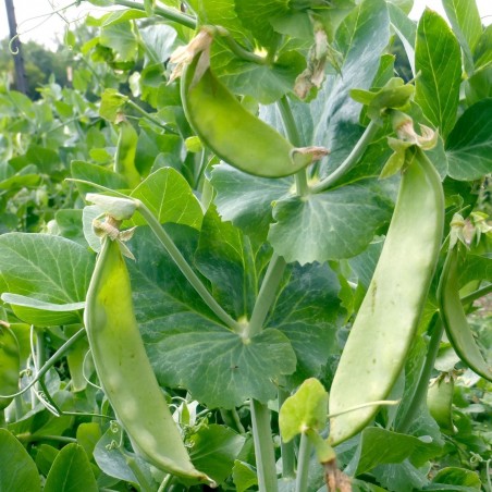 Price: €1.45 - Graines de pois “British Wonder” -