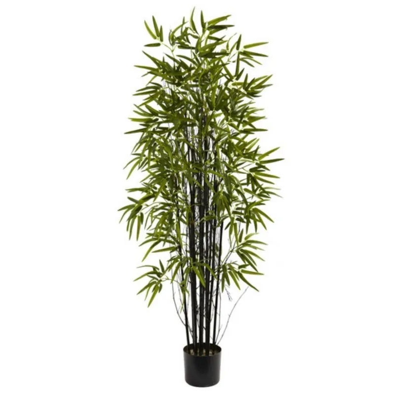 Seltene Samen des Schwarzen Bambus (Phyllostachys nigra)