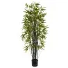 Seltene Samen des Schwarzen Bambus (Phyllostachys nigra)
