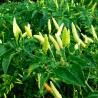 Price: €1.95 - Σπόροι Rawit τσίλι (Capsicum frutescens) - 