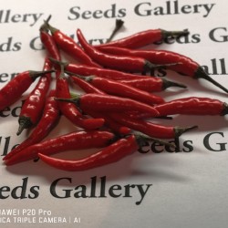Rawit Chili Seeds (Capsicum frutescens) 1.95 - 2