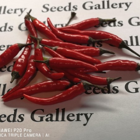 Price: €1.95 - Σπόροι Rawit τσίλι (Capsicum frutescens) -