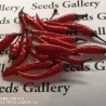 Price: €1.95 - Σπόροι Rawit τσίλι (Capsicum frutescens) - 