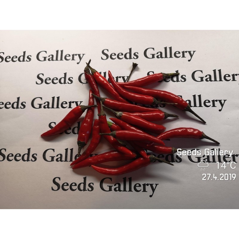 Price: €1.95 - Semi di peperoncino Rawit (Capsicum frutescens) - 