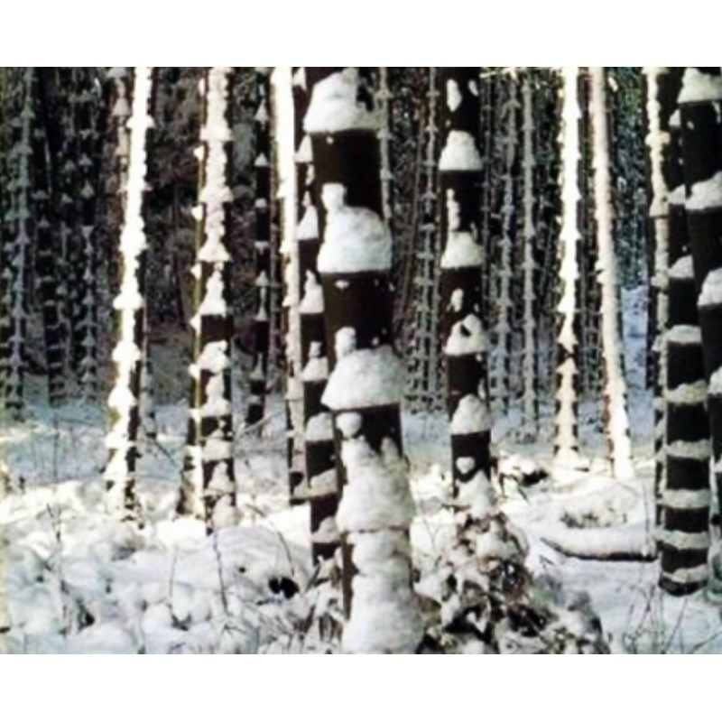 Sällsynta frön av svart bambu (Phyllostachys nigra)