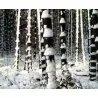 Seltene Samen des Schwarzen Bambus (Phyllostachys nigra)