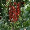 Mini San Marzano Yellow and Red Tomato Seeds