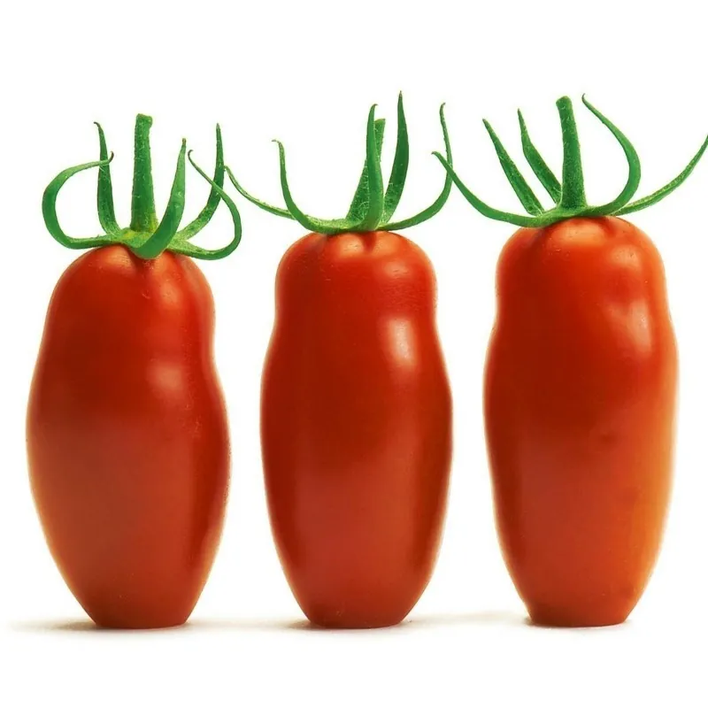 Mini San Marzano Yellow and Red Tomato Seeds