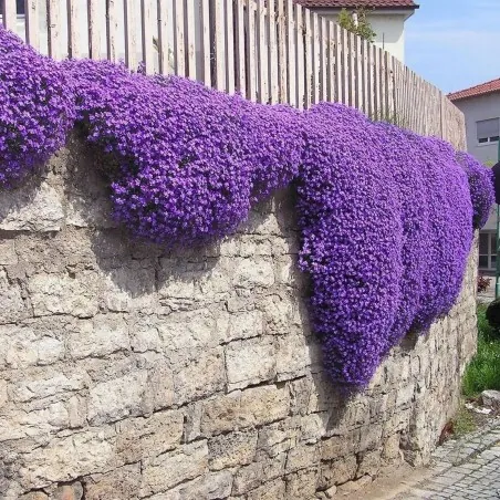 Purple Creeping Thyme Seeds (Thymus Serpyllum)