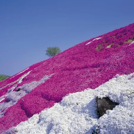 Purple Creeping Thyme Seeds (Thymus Serpyllum)