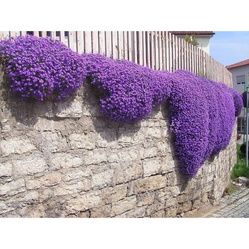 Purple Creeping Thyme Seeds (Thymus Serpyllum)