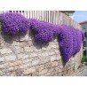 Price: €1.95 - Purple Creeping Thyme Seeds (Thymus Serpyllum) - 