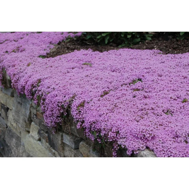 Purple Creeping Thyme Seeds (Thymus Serpyllum)