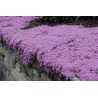 Price: €1.95 - Purple Creeping Thyme Seeds (Thymus Serpyllum) - 