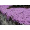 Θυμάρι άγριο σπόρους (Thymus serpyllum)