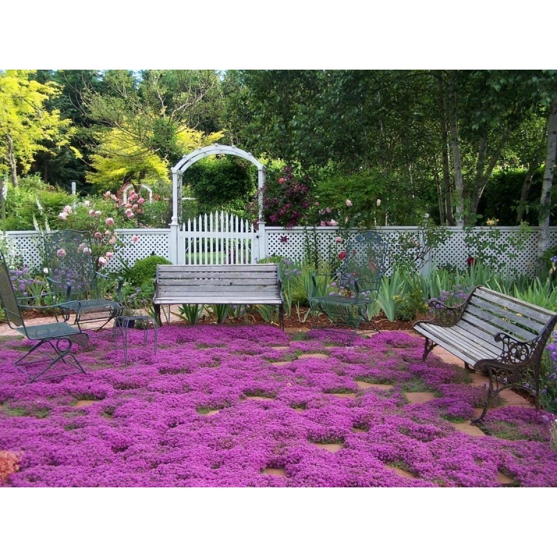 Price: €1.95 - Purple Creeping Thyme Seeds (Thymus Serpyllum) - 