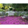 Price: €1.95 - Purple Creeping Thyme Seeds (Thymus Serpyllum) - 