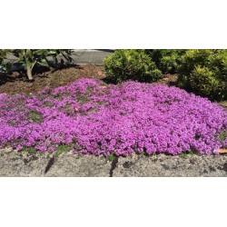 Creeping Thyme - Purple Creeping Seeds (Thymus Serpyllum) 1.95 - 5