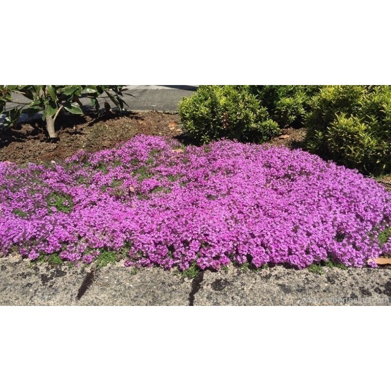 Price: €1.95 - Purple Creeping Thyme Seeds (Thymus Serpyllum) - 